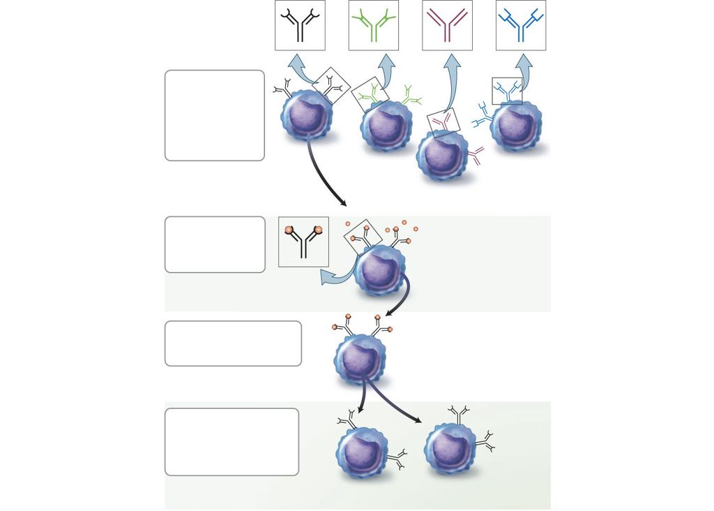 B Cells Produce Antibodies B-cell receptor There is a tremendous variety of B cells. Each B cell has receptors for a different antigen on its surface.