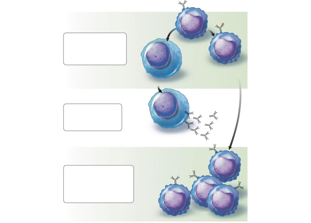 B Cells Produce Antibodies Step 5: Building specific defenses The B cell divides and forms plasma cells and memory cells.