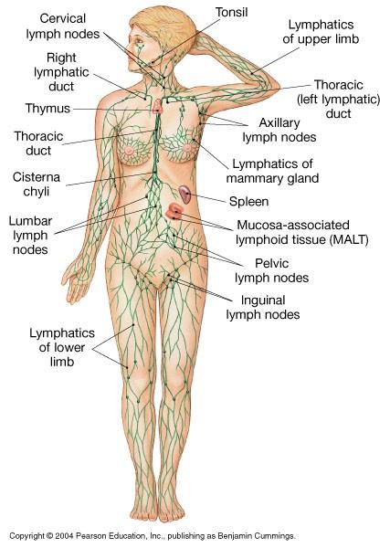 Lymphatic System Major components of this system Lymph