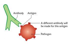 Antigen Antigens are molecules that are foreign to the host and stimulates the immune system.