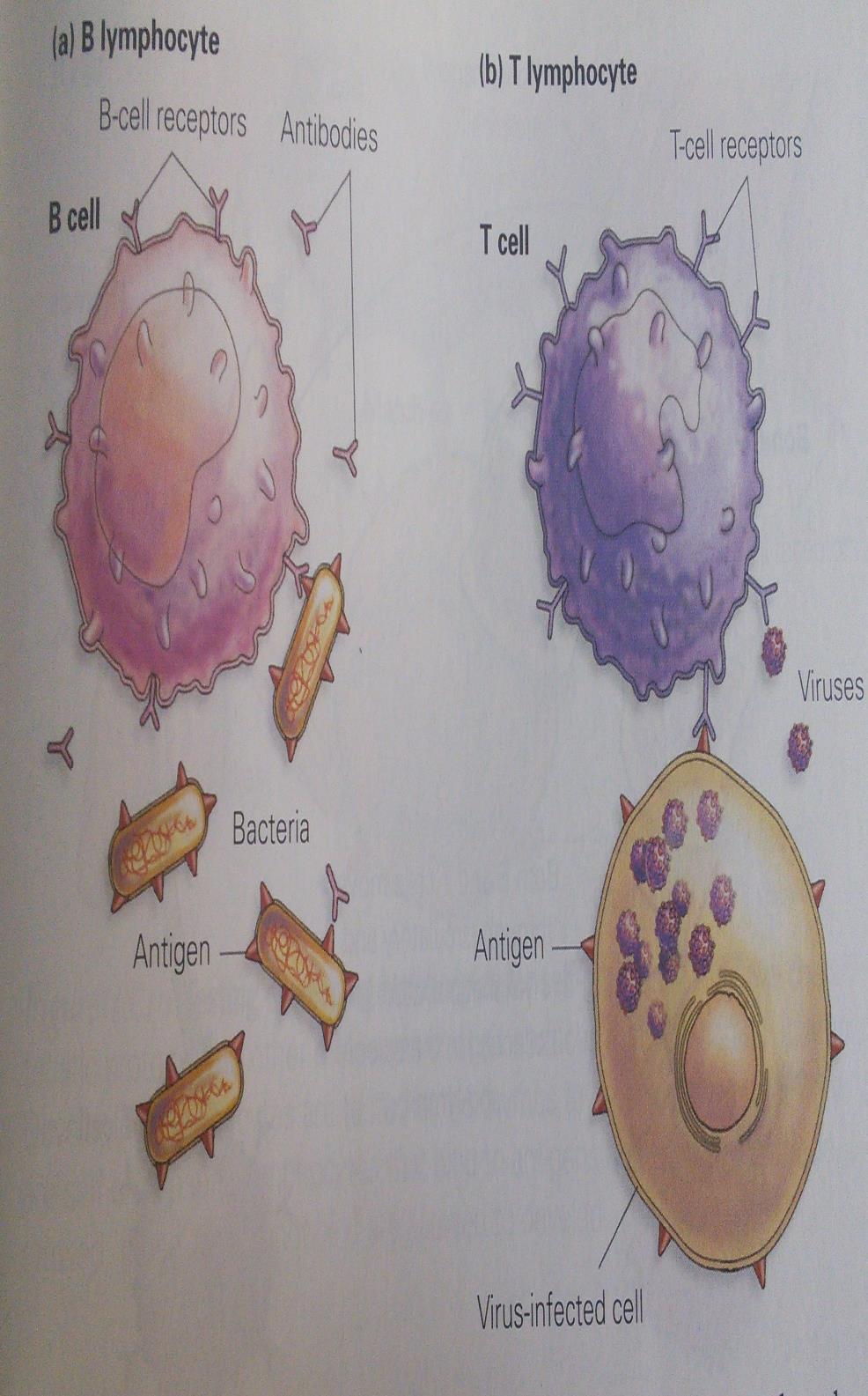 B cells and T cells When an antigen is in the body, two types of lymphocytes can be produced: the B lymphocytes (B