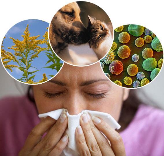 An allergy is an immune response that happens when there is no pathogen.