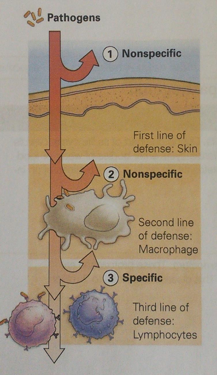 Immunity There are three lines of defense: 1 The skin and mucous membranes are a nonspecific barrier to infection.