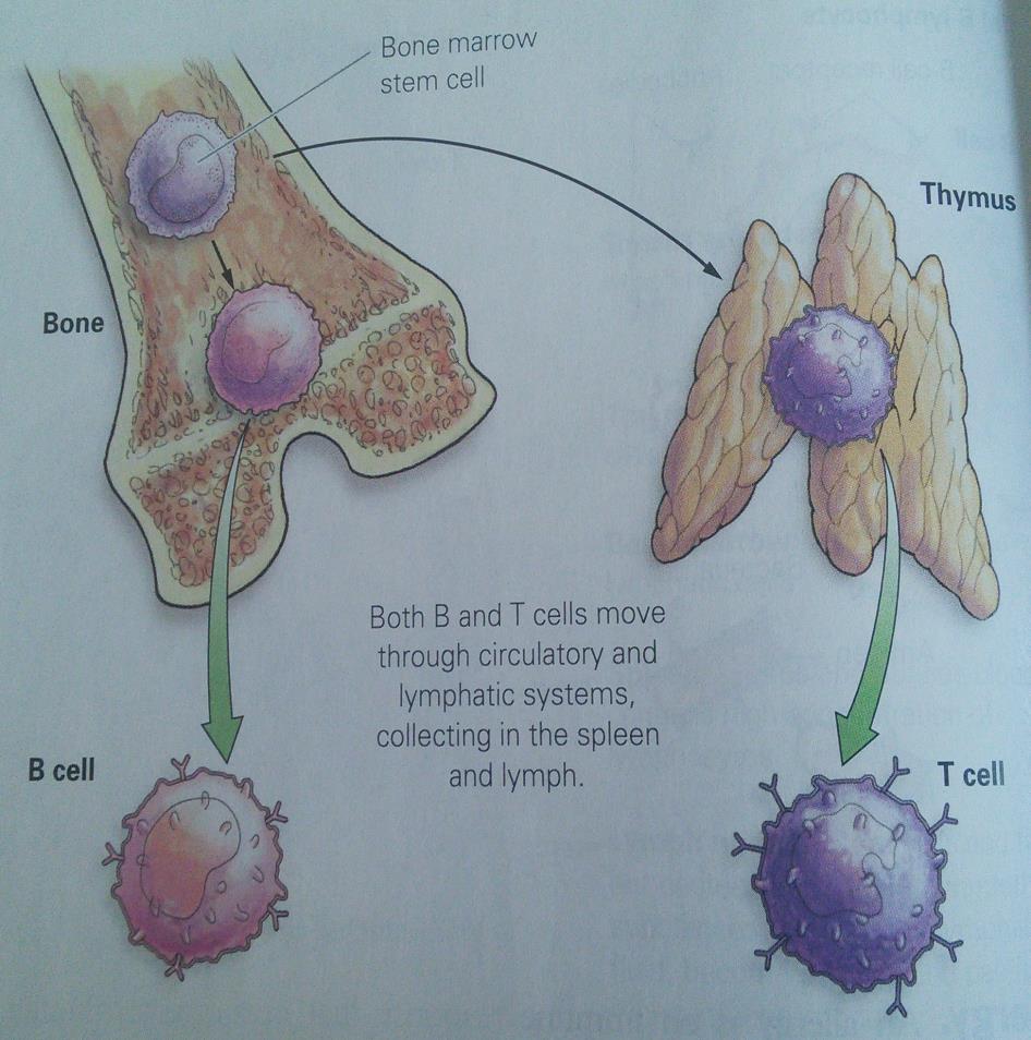 Anticipating Infection The ability to respond to an infection is the immune response.