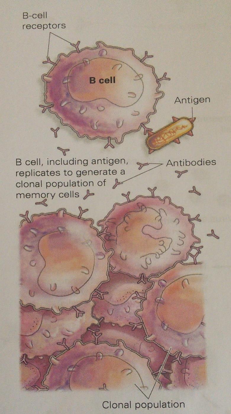 Antibody-Mediated Immunity B cell protection is humoral immunity. B cells do not directly kill cells with antigens. B cells make and secrete antibodies that help the body remove antigenic cells.