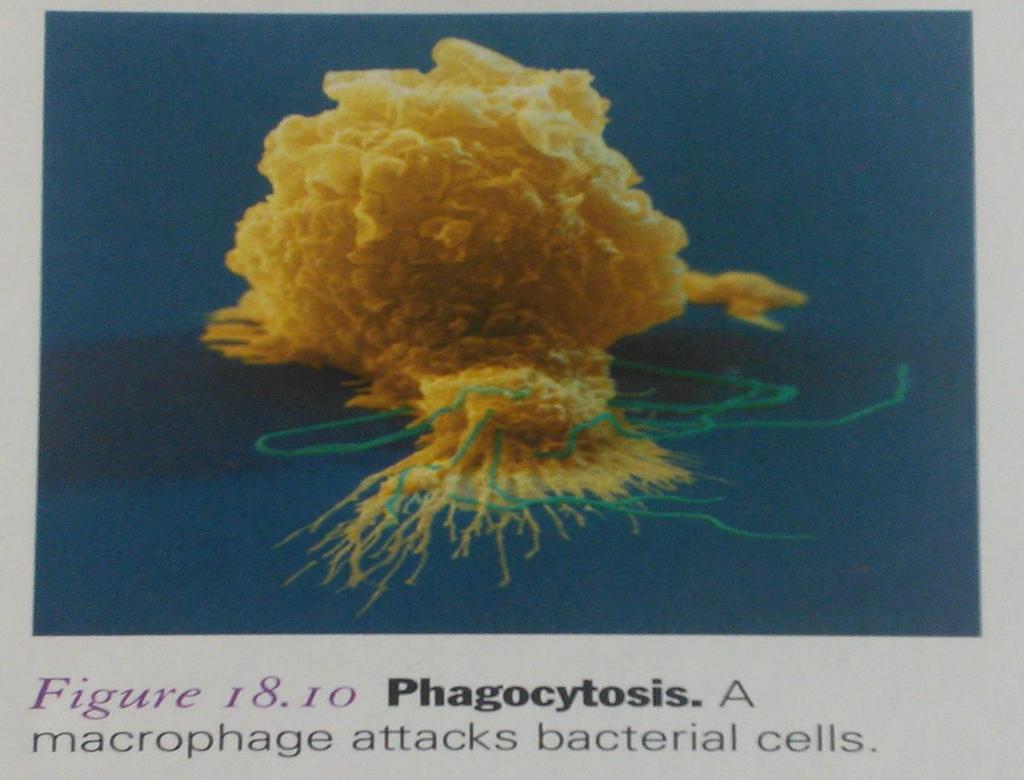 White Blood Cells (WBC) Phagocytes are white blood cells that attack and eat foreign cells. Macrophages are phagocytic white blood cells.