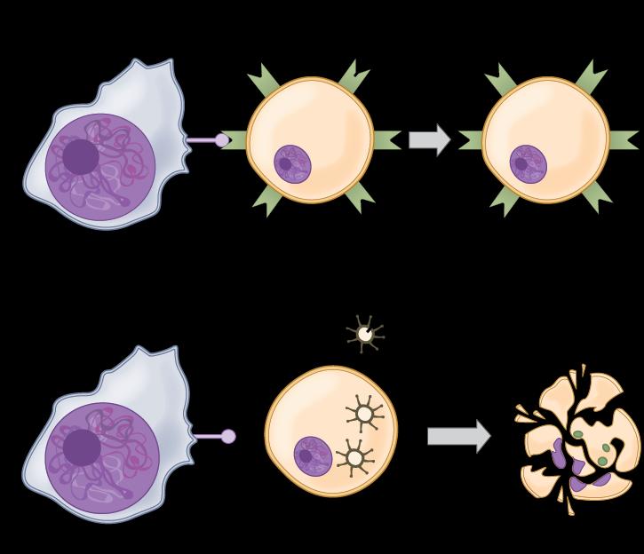 WBCs: Natural Killer Cells Natural killer cells are nonspecific cells that attack tumor cells and virus - invaded body cells