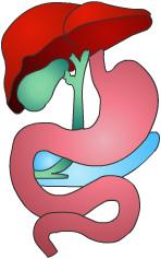 The pancreas has 2 main functions: To secrete special digestive juices that help digest the food we eat. To secrete special substances, called hormones, into the blood.