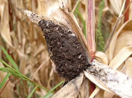 Grub Seed Corn Maggot