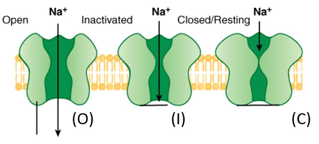 Class I agents (Na + channel blockers) MOA: Bind ONLY to Open (O) or Inactivated (I) Na + channels Prevent recovery (to the closed/resting state) Drug Stuck in these states