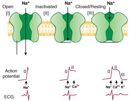 Cardiac Conduction Myocyte Depolarization Fast Na+ Channels Three States: Open Inactivated Closed/Resting Recovery from (I) to