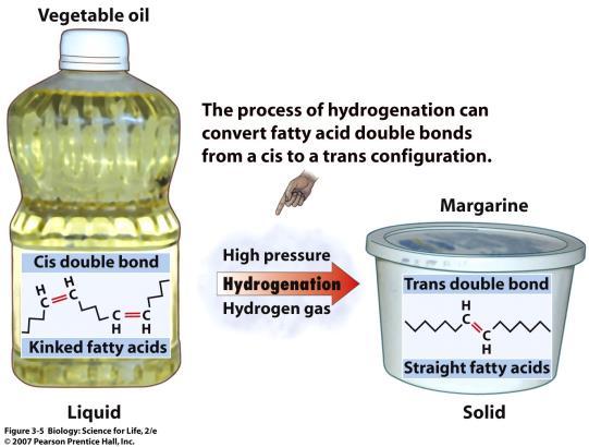 fats or oils, and are liquid at room temperature Plant fats and fish fats are usually unsaturated Trans fats Hydrogenation is the process of converting unsaturated fats to saturated fats by
