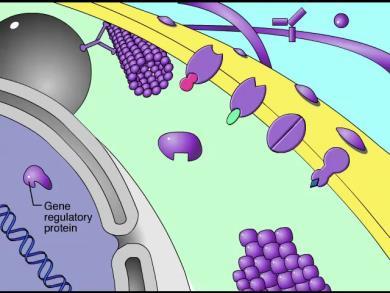 Animation: Defensive Proteins Animation: Enzymes Animation: Gene Regulatory Proteins