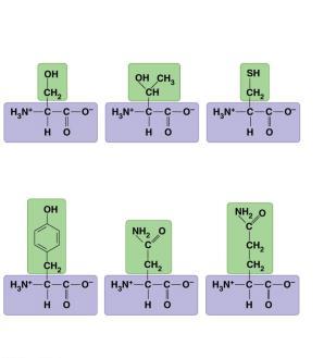 14b Nonpolar side chains; hydrophobic Side chain (R group) Polar side chains; hydrophilic Glycine (Gly or G) Alanine (Ala or A) Valine (Val or V) Leucine (Leu