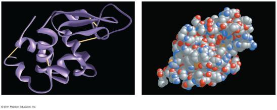 three-dimensional architecture Side chains Backbone New peptide bond forming A functional protein consists of one or