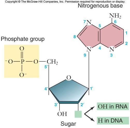 Nucleic Acids Nucleic Acids are a chain or chains of nucleotides The nucleotides are covalently bonded by