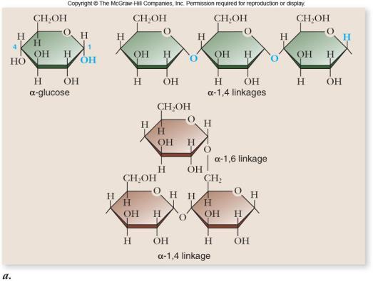 Figure 5.6 Chloroplast Starch granules Amylopectin (a) Starch: a plant polysaccharide 1 m Amylose Mitochondria Glycogen granules (b) Glycogen: 0.