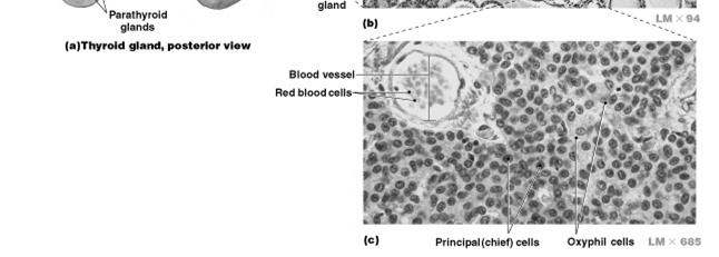 in blood Parathyroid Glands Parathyroid Glands