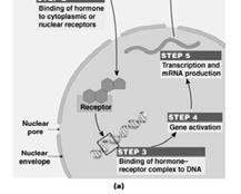 state As free removed, bound is released Blood contains substantial reserve of bound hormones Mechanisms of Hormone Action Hormone Receptor Is a protein molecule to which a particular molecule binds