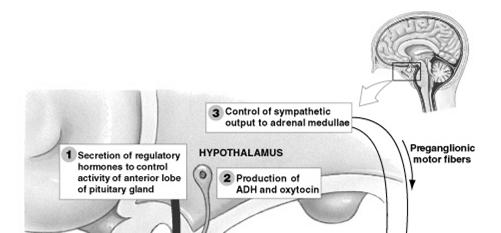 Hypothalamus and Pituitary Gland Pituitary gland (or