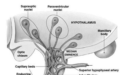 arrangement is heart, artery, capillary bed, vein and back to heart Portal system has 2 capillary beds