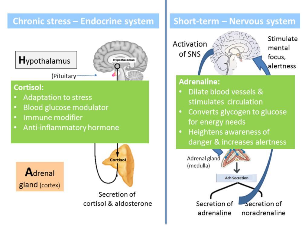 SUMMARY During chronic stress the Endocrine system plays the main role and is focused on the HPA axis with Cortisol secreted to support our long-term stress response.