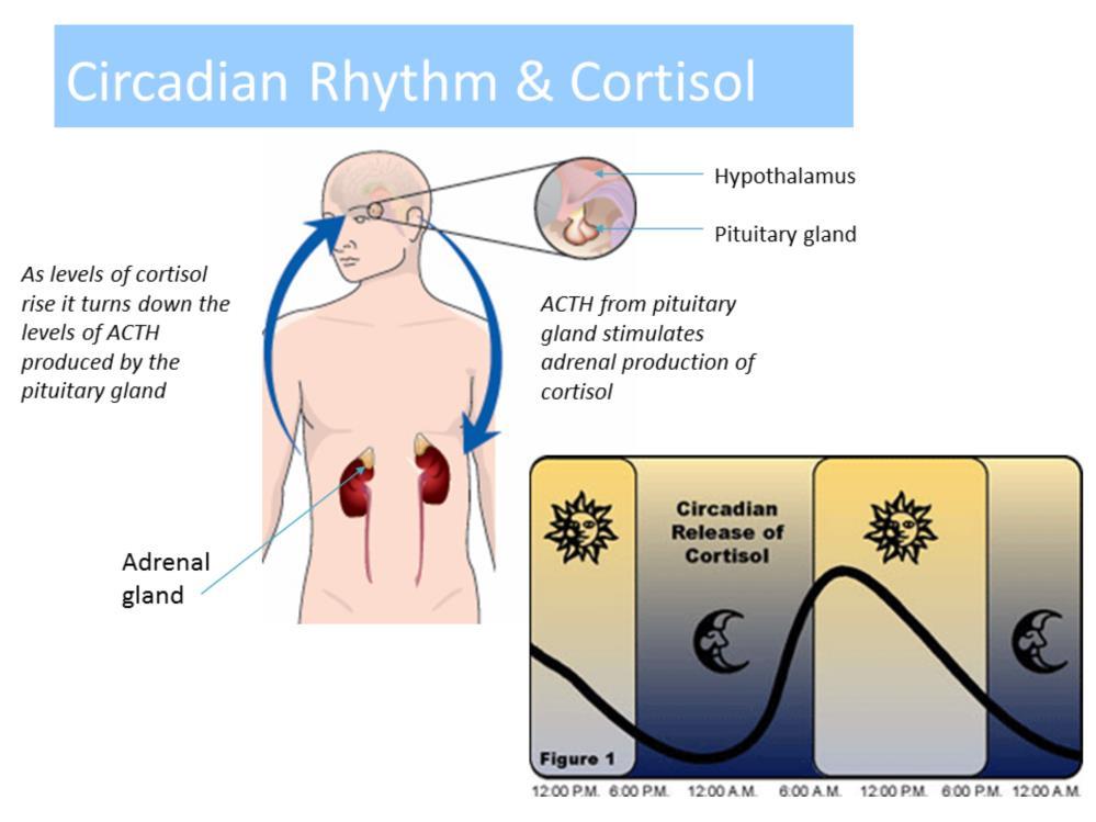 Circadian is a latin word meaning about a day and our Circadian rhythm is an internal clock which manages our body rhythms of sleep and waking during a 24hr period.