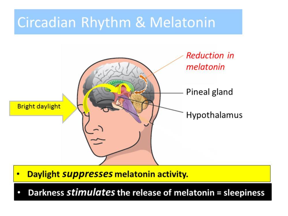 In addition to cortisol release, the hypothalamus synchronizes circadian rhythms by controlling melatonin release.