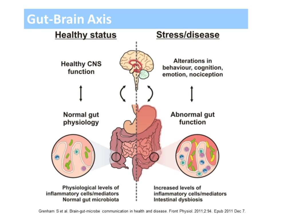 In good health the connection between the brain and the gut maintains a wellregulated immune response and modulates inflammation and this is regulated by good levels of beneficial gut bacteria.