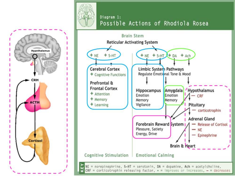 Here we see how that the HPA axis fits into the bigger picture supporting the body & calming the response by the hypothalamus to stress.