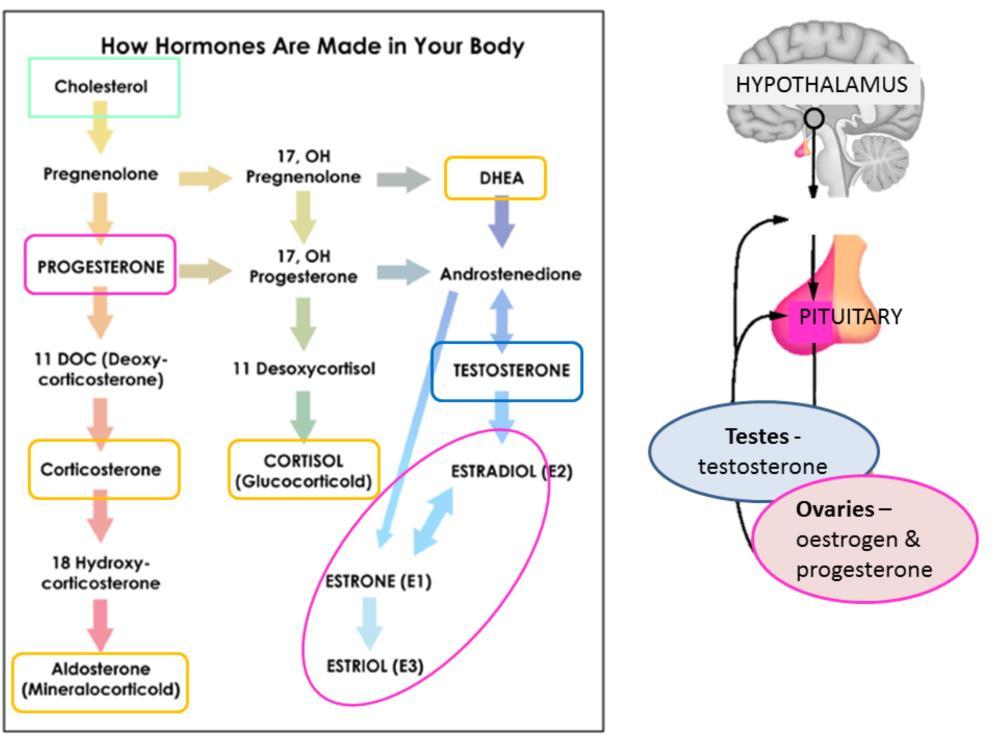 Before we move on I thought you might find this diagram helpful as we look at how stress can impact male and female health. Notice how all the hormones are being made from cholesterol.