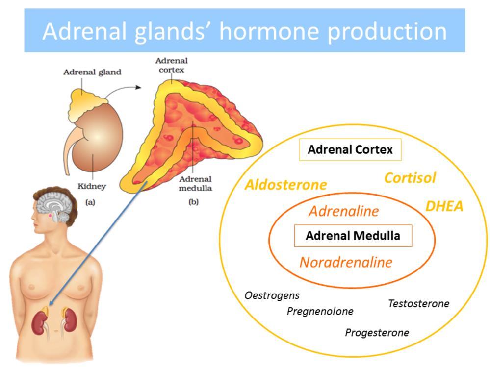 The adrenal glands are positioned on top of the kidneys and they have a central medulla and an outer cortex. They produce hormones which affect the body s stress response.