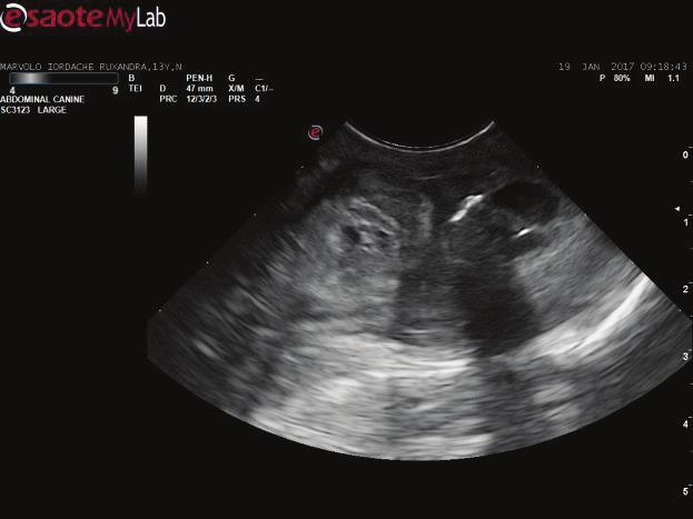 2 mg/kg, induced with propofol and maintained with isoflurane gas. Analgesia was continued after surgery with Tramadol 2 mg/kg t.i.d. Ventro-median retroxiphoydian laparotomy was performed and the liver was located.