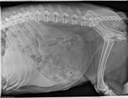 Radiographs l Canine and feline liver should come slightly beyond the costal arch (breed dependent) l Feline liver often lifted dorsally due to falciform