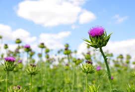 Antioxidants l Silymarin (Milk thistle) l Anti-oxidant l Problems with human studies due to small study sizes, lack of standardization of silymarin, and conflicting results l