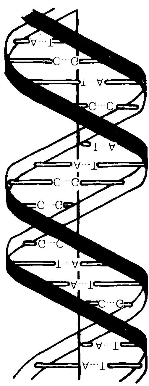 48 The Role of Genetic Testing in the Prevention of Occupational Disease DNA, genes, and proteins The genetic information contained within the familiar DNA double helix (fig.
