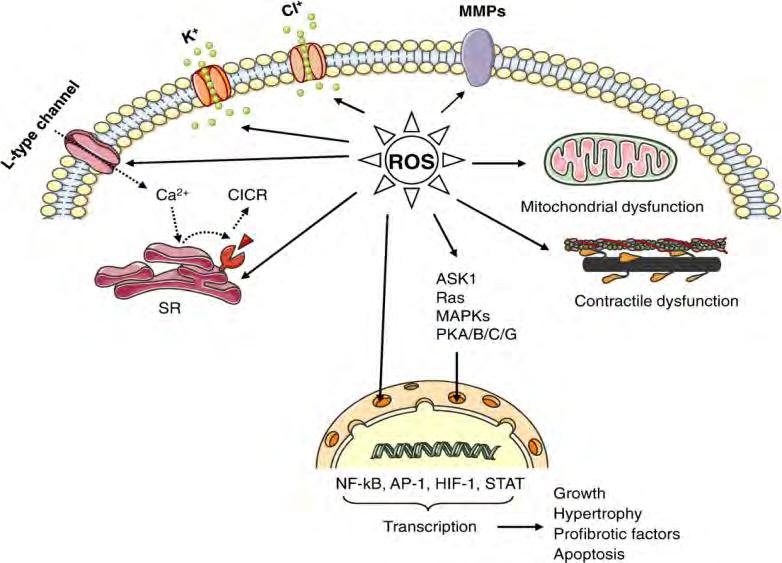 ROS during IRI contribute to cellular damage contribute to cellular protection Function
