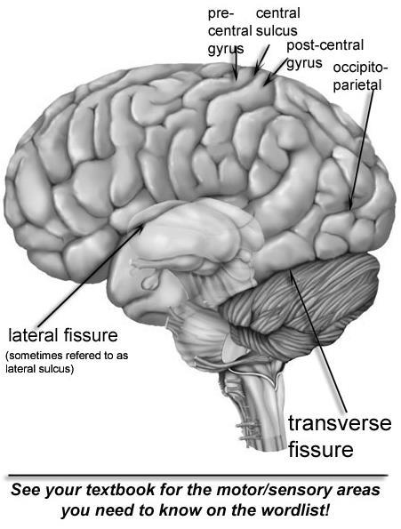 Cerebrum has 2 hemispheres Sulci