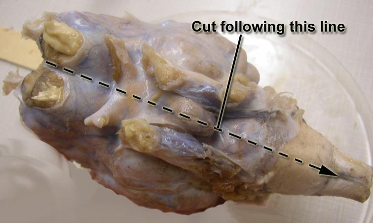 You will be dissecting the brain with meninges. Use your scalpel like a butter knife! Not a saw!