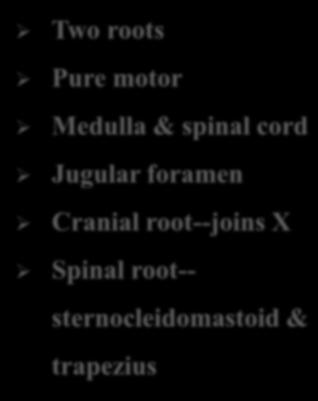 Two roots Pure motor Medulla &