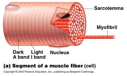 Microscopic Anatomy of Skeletal Muscle Sarcolemma specialized plasma membrane