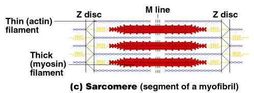 Microscopic Anatomy of Skeletal Muscle Organization of the sarcomere Thin