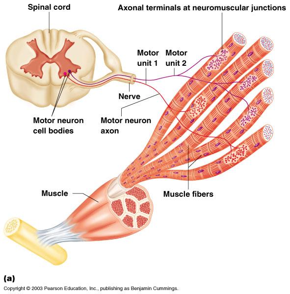 Nerve Stimulus to Muscles Skeletal muscles must be stimulated by a nerve to contract (motor