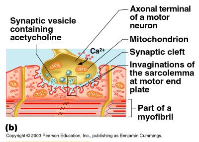 Nerve Stimulus to Muscles Synaptic cleft gap between nerve and muscle Nerve and muscle do not