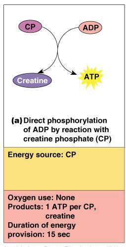 Energy for Muscle Contraction Direct phosphorylation Muscle cells contain creatine phosphate (CP) CP is a high-energy molecule After ATP