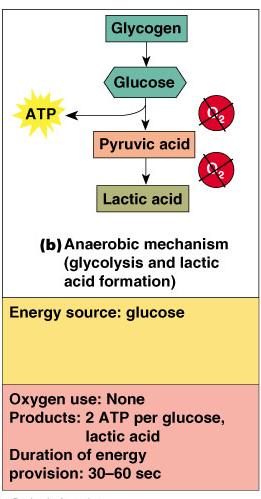 Energy for Muscle Contraction Anaerobic glycolysis (continued) This reaction is not as efficient, but
