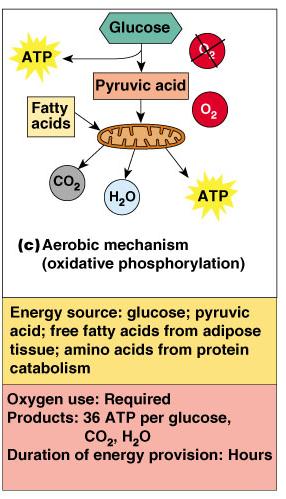 Energy for Muscle Contraction Aerobic Respiration Series of metabolic pathways that occur in the mitochondria Glucose is broken