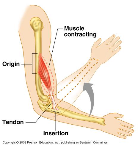 Muscles and Body Movements Muscles are attached to at least two points Origin