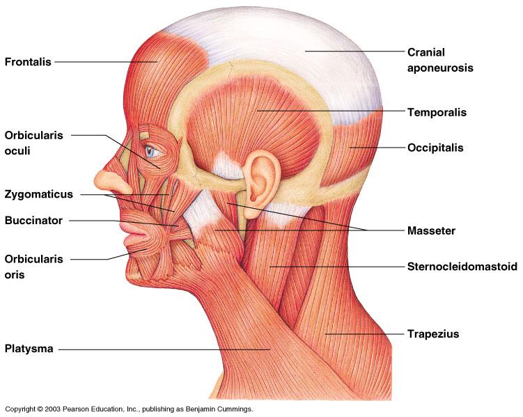 Head and Neck Muscles