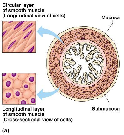 Smooth Muscle Characteristics Has no striations Spindle-shaped cells Single nucleus Involuntary no
